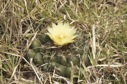 Coryphantha elephantidens subsp. greenwoodii